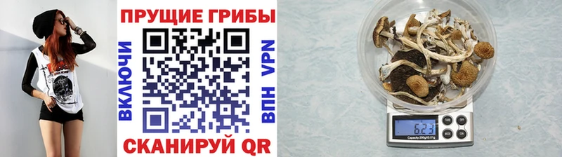 Псилоцибиновые грибы прущие грибы  купить наркоту  MEGA рабочий сайт  Гремячинск 